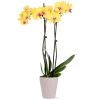 16-30" Tall Premium Yellow Orchid in 5" Decorative Clay Pot