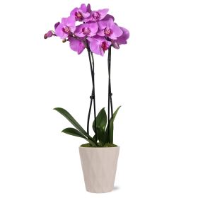 16-30" Tall Premium Pink Purple Orchid in 5" Decorative Clay Pot