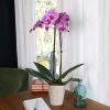 16-30" Tall Premium Pink Purple Orchid in 5" Decorative Clay Pot