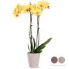 16-30" Tall Premium Yellow Orchid in 5" Decorative Clay Pot