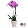 16-30" Tall Premium Pink Purple Orchid in 5" Decorative Clay Pot