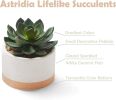 Artificial Succulent Plants in Ceramic Pots, Faux Assorted Succulents Fake Cactus Plants for Home Decor, Bedroom, Office, Desk, Living Room, Set of 3